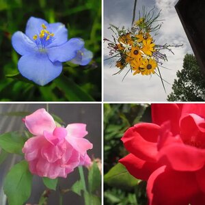 Down Into The Flowers