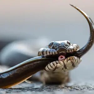 Snake & Eel