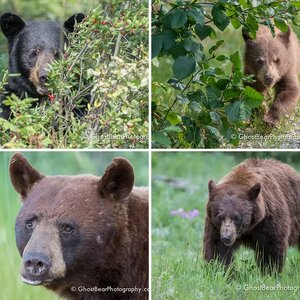 Black Bears