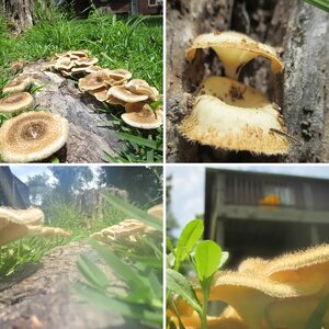 SHROOM TOWN