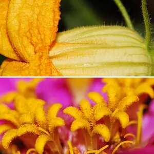 Macro