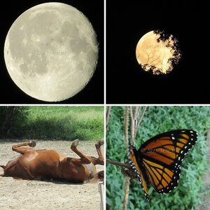 Animals & Nature