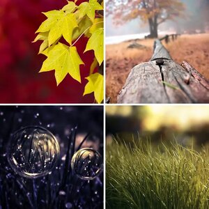 Profile Pictures