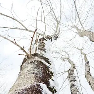 Winter in  Maine