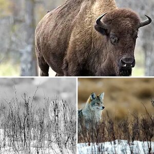 Elk Island