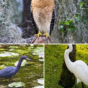 Nature & Animal Photography