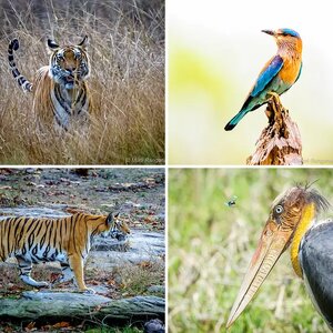 Wild life
