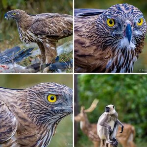Bandipur national park