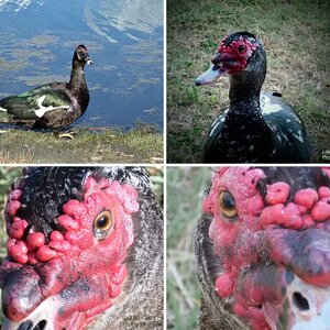 Duck Days