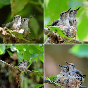 Hummingbird Development Series