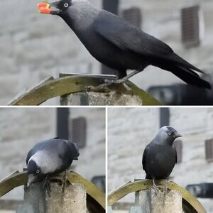 Early days - Jackdaw practice
