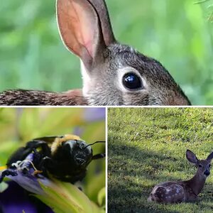 backyard wildlife