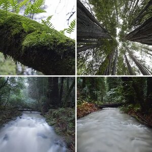 Muir Woods