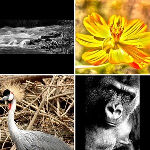 Plants, Animals & Nature