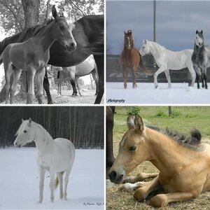Horse's