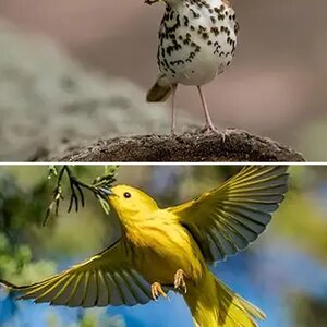 Connecticut Birds