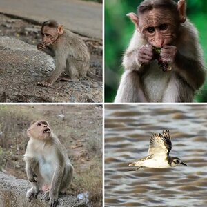 Wildlife