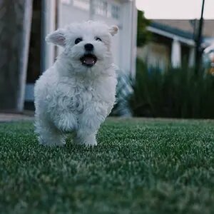 puppy