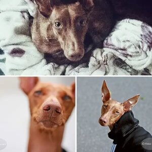My doggo