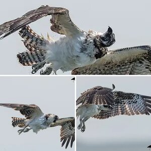 Osprey