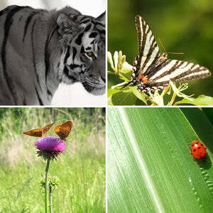 Wildlife