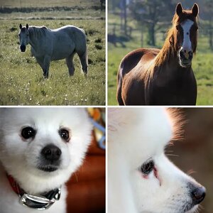 Pets, and other Domestic Animals