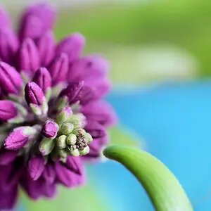 My macro photos