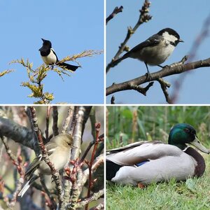 British wildlife