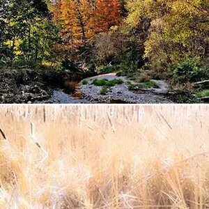 Nature Photos