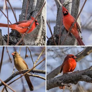 Northern Cardinals