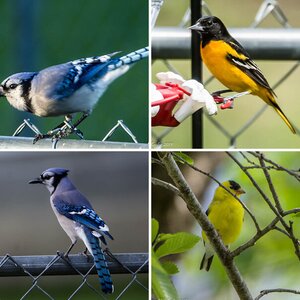More different birds from around Kansas