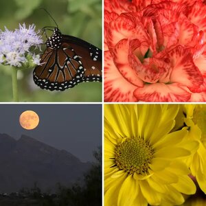 Photo Collection