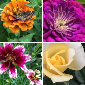 Botanicals