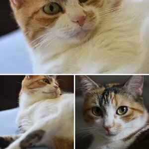 My cat Kama
