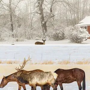 Wildlife