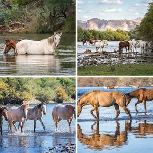 Salt River Wild Horses