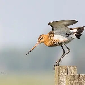 Levina’s Birds