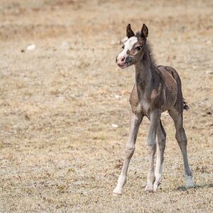 Pryor Mountain Mustangs