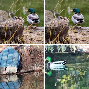 Around the Pond