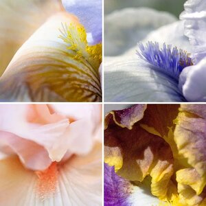 Irises - Macro Photographs