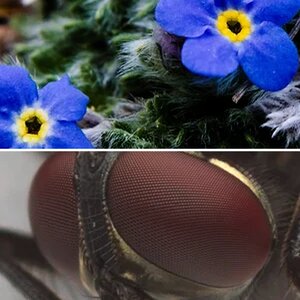 Macro