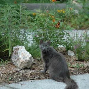cat and a butterfly