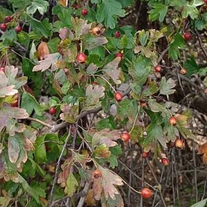 berry