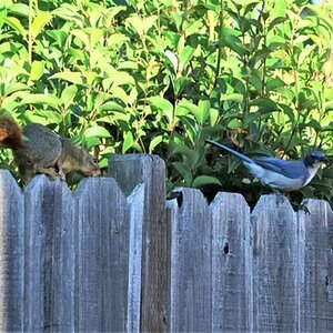 backyard birdds