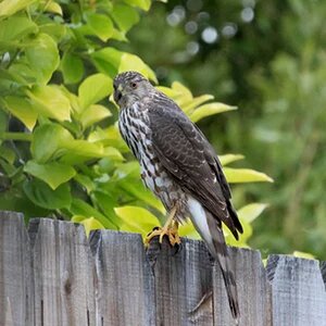 coopers hawk