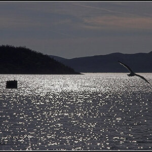 Gull on Shimmering Lake