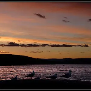 Gulls at Sunset