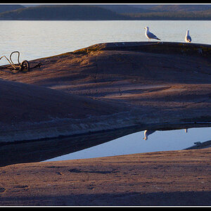 Reflected Gull