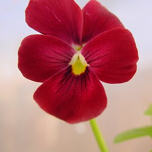 3821-redpansy