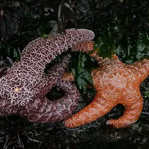 Starfish